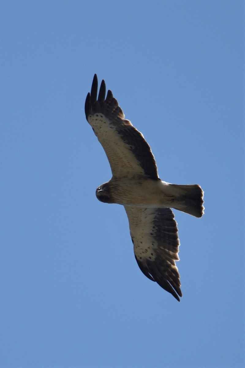 Booted Eagle